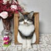 Framed Pet Portrait-Cat