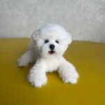 Mini Full Body Figurine (7 -10 cm) photo review