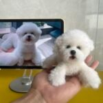 Mini Full Body Figurine (7 -10 cm) photo review