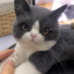 Framed Pet Portrait-Cat photo review