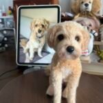 Framed Pet Portrait-Dog photo review