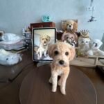 Framed Pet Portrait-Dog photo review