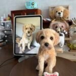 Framed Pet Portrait-Dog photo review