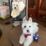 Framed Pet Portrait-Dog photo review