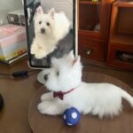 Framed Pet Portrait-Dog photo review