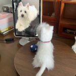 Framed Pet Portrait-Dog photo review