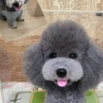 Framed Pet Portrait-Dog photo review