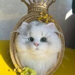 Framed Pet Portrait-Cat photo review