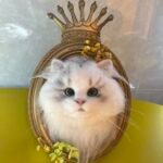 Framed Pet Portrait-Cat photo review