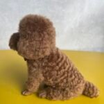 Framed Pet Portrait-Dog photo review