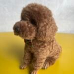 Framed Pet Portrait-Dog photo review