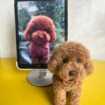 Framed Pet Portrait-Dog photo review