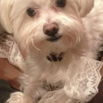 Framed Pet Portrait-Dog photo review