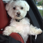 Framed Pet Portrait-Dog photo review