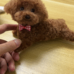 Mini Full Body Figurine (7 -10 cm) photo review