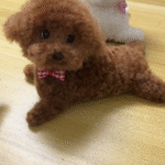 Mini Full Body Figurine (7 -10 cm) photo review